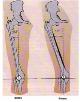 Differenze Strutturali Il bacino delle donne, allargato per favorire il parto, comporta una maggiore inclinazione dell asse del femore.