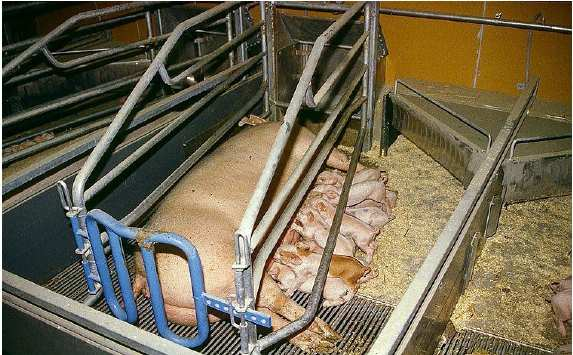 Aim: 35 piglets per sow per year Danish average 2012 29,6 piglets per sow and year at weaning Increased by 0,7