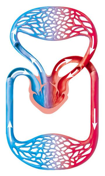 Il cuore di anfibi e rettili è diviso in tre cavità: due atri e un ventricolo. I due circuiti sistemico e polmonare sono parzialmente separati.