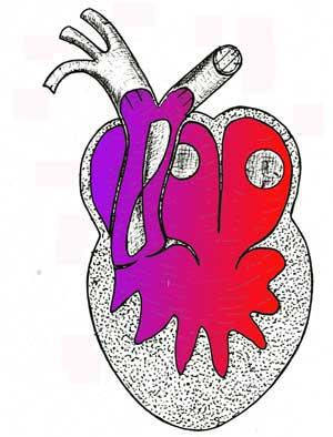 Anfibi La circolazione si sdoppia: il cuore è formato da: 2 atri, 1 ventricolo Dal ventricolo partono 3 archi