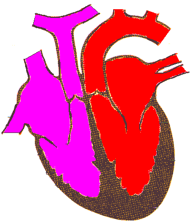 Cuore Arteria Polmonare Aorta Vene Polmonari Vena Cava Superiore Atrio sx Valvola