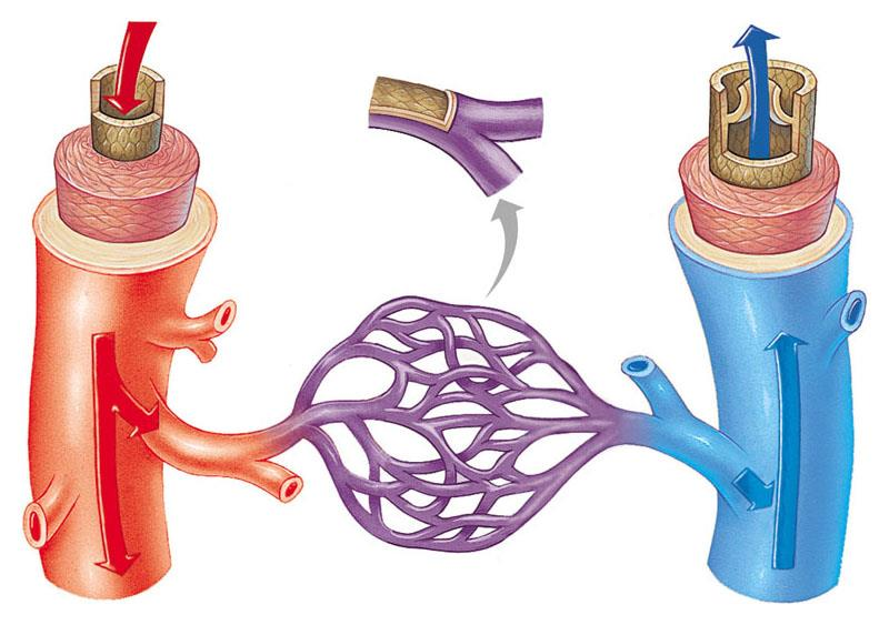 Le arterie diminuiscono di calibro man mano che si allontanano dal cuore, sino a diventare capillari, vasi dalla parete sottilissima, costituiti solo da cellule endoteliali e dalla loro membrana