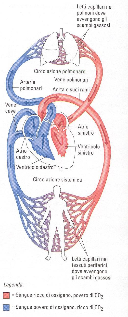 La circolazione sanguigna Piccola Circolazione percorso compiuto dal sangue a partire dal atrio destro, poi al ventricolo destro e, tramite le arterie polmonari, ai polmoni sino, tramite le vene