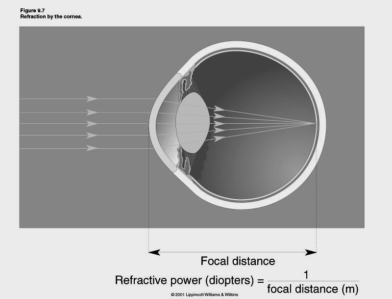 Potere di rifrazione della cornea: la sua curvatura provoca la convergenza dei raggi luminosi