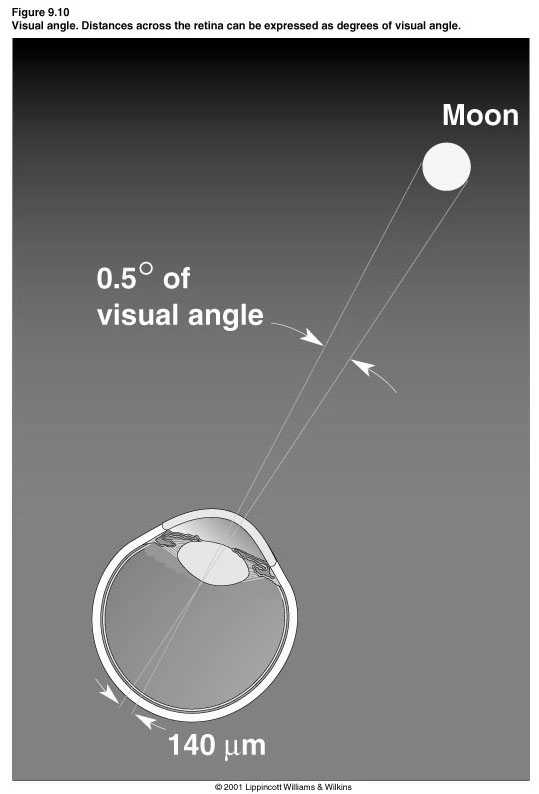 L Angolo di campo visivo é la misura della distanza sulla retina sottesa da uno stimolo (a 57 cm di distanza da uno stimolo: un cm=1 grado di angolo di