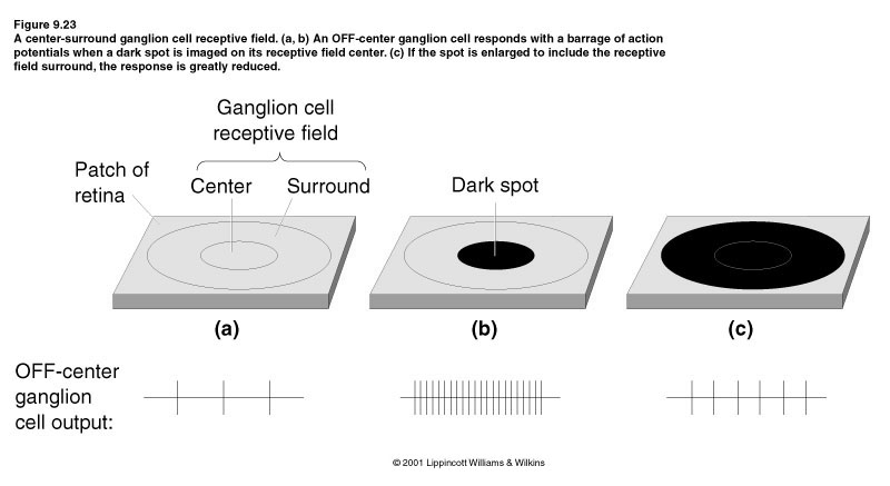 I campi recettivi delle cellule gangliari: centro-on / centro-off Minore risposta con Massima risposta al