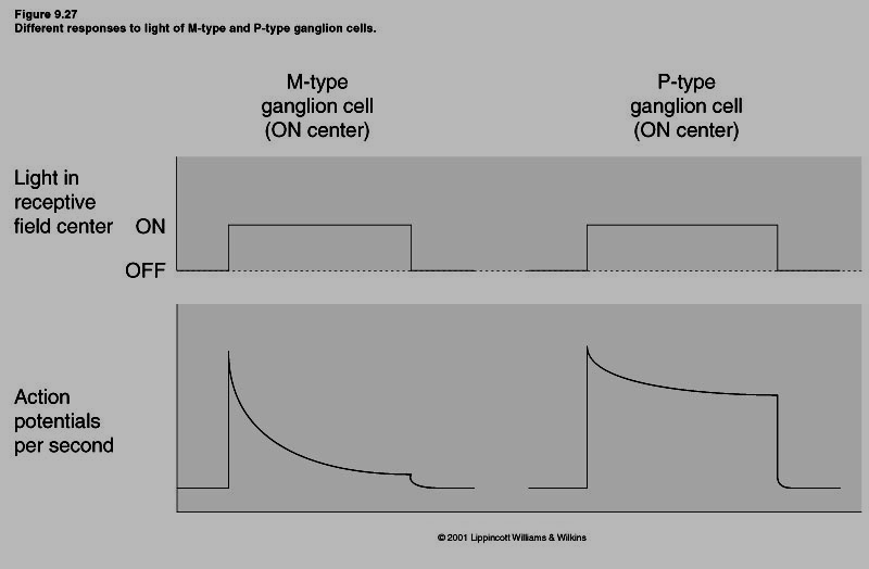 Cellula gangliare M Campo recettivo Conduzione PdA Risposta con PdA Sensibili a stimoli: Funzione Grande Piú veloce Scarica