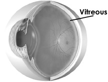 pupilla iride congiuntiva sclera nervo