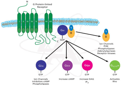 Recettore canale - Complessi macroproteici transmembrana che formano un canale ionico che viene aperto dal legame con il neurotrasmettitore o con farmaci agonisti - Produce rapidi cambiamenti delle