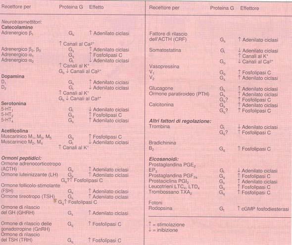 Recettore accoppiato alle proteine G Modulazione delle risposte recettoriali - Controllo a livello della produzione e degradazione del mediatore (sintesi e rilascio) - L interazione