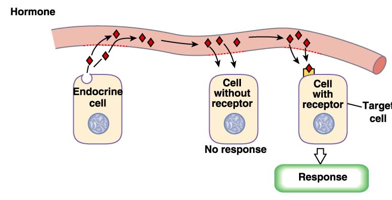 ORMONI NEUROTRASMETTITORI neuromodulatori peptidici steroidei peptidici nucleotidi catecolaminici iodinati acetilcolina catecolaminici