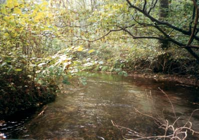 RELAZIONI DI SINTESI DEI CORSI D ACQUA INDAGATI riore a 30 m e continue.