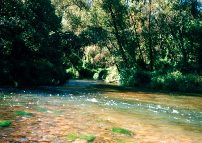 RELAZIONI DI SINTESI DEI CORSI D ACQUA INDAGATI Mauro Luchelli Canale del Fortino: il percorso diversificato crea numerosi microhabitat per la fauna acquatica (11-9-2001). te.