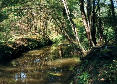 APPLICAZIONE DELL INDICE DI FUNZIONALITÀ FLUVIALE (IFF) AL SISTEMA IDROGRAFICO DEL FIUME TICINO Simone Rossi Territorio boscato ed estesa vegetazione perifluviale arborea (20-8-2001).