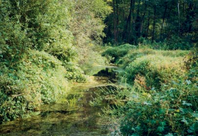 RELAZIONI DI SINTESI DEI CORSI D ACQUA INDAGATI La Roggia Ramo nasce a 82 m s.l.m. presso Cascina Allevamento in Comune di Abbiategrasso e scorre per circa 1 km prima di gettarsi nel Canale del Fortino.