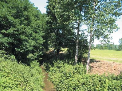 APPLICAZIONE DELL INDICE DI FUNZIONALITÀ FLUVIALE (IFF) AL SISTEMA IDROGRAFICO DEL FIUME TICINO Marina Lanticina Il Fosso Morto presso Cascina Campagna (8-7-2002).