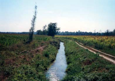 APPLICAZIONE DELL INDICE DI FUNZIONALITÀ FLUVIALE (IFF) AL SISTEMA IDROGRAFICO DEL FIUME TICINO riparie (robinie) direttamente connessa al bosco retrostante.