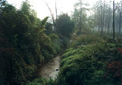 APPLICAZIONE DELL INDICE DI FUNZIONALITÀ FLUVIALE (IFF) AL SISTEMA IDROGRAFICO DEL FIUME TICINO Mauro Luchelli Il Colatore Bredua in prossimità della confluenza nel Fiume Ticino (18-10-2001).