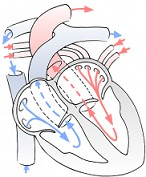 Il cuore funziona come una pompa aspirante e premente in cui lâ energia necessaria viene fornita dalla contrazione del muscolo cardiaco stesso.
