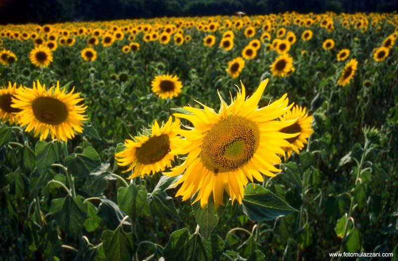 A. Il disinteresse Tant è che «quando si tratta di giudicare se una cosa è bella, non si vuol sapere se a noi o a chiunque altro importi, o anche soltanto possa importare, della sua esistenza [ ].