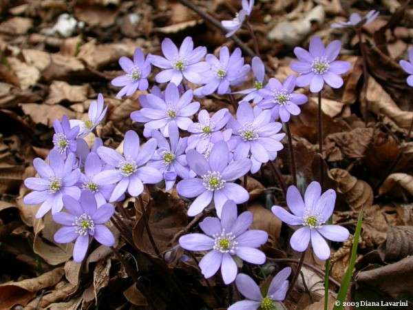 Hepatica nobilis Erba trinità