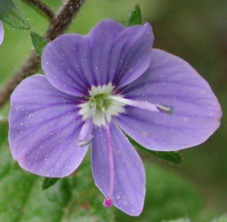 Veronica filiformis Veronica