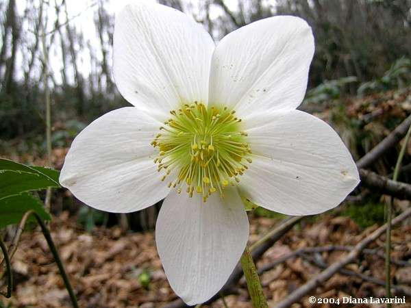 Helleborus niger Rosa di