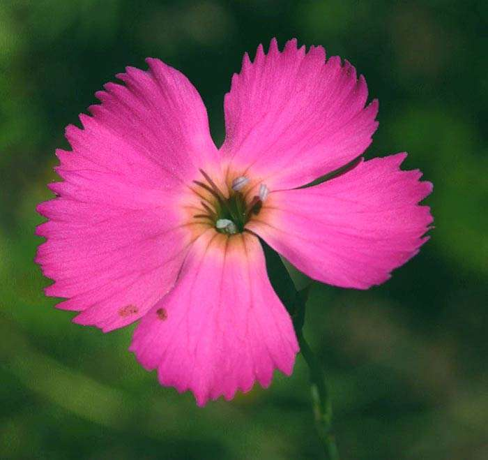 Dianthus sylvestris Garofano selvatico