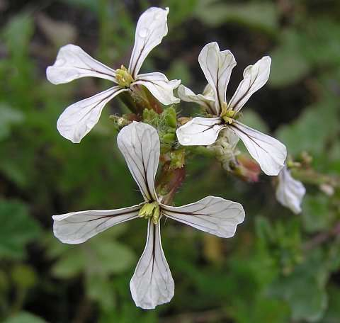 Eruca vesicaria Rucola Un