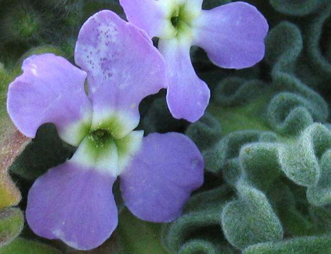 Matthiola sinuata Violacciocca