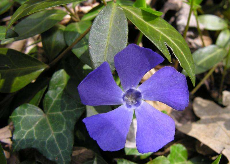 Vinca minor Pervinca Un