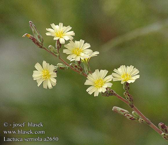 Lactuca