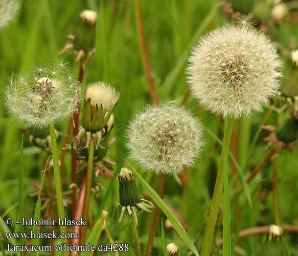 Taraxacum