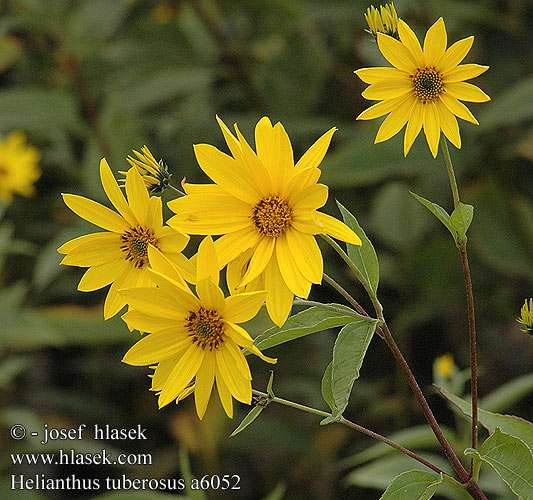 Helianthus