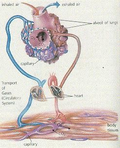 Gli alveoli sono i più piccoli elementi di cui è costituita la massa spugnosa del polmone. Essi sono dilatazioni a forma di sfera poste nella parete dei bronchioli respiratori.