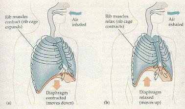 Quando la pressione interna dei polmoni diminuisce, la pressione atmosferica, divenuta maggiore, sospinge aria dall'esterno nelle vie respiratorie.