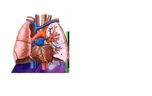 I polmoni sono suddivisi in lobi da profonde corrugazioni della loro superficie. Il polmone destro, più grande, è diviso in tre lobi, quello sinistro, più piccolo, in due.