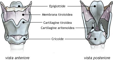 LA LARINGE La laringe è posta nella parte anteriore del collo al di sotto dell osso ioide d è un organo cavo che ricorda la forma di una piramide tronca capovolta, in cui la corrente d aria