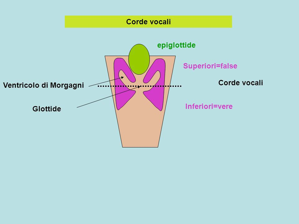 LE CORDE VOCALI Le corde vocali sono quattro, due false (superiori) e due vere (inferiori).