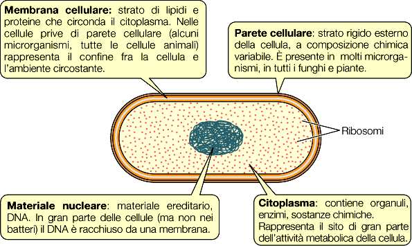 Teoria cellulare e Evoluzione biologica Microrganismi