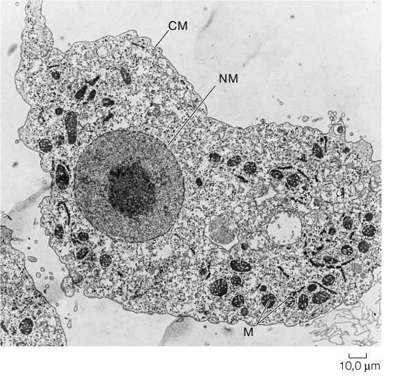 Principali caratteri distintivi tra domini della vita 1 µm Bacteria Archaea Eucarya Membrana nucleare NO NO SI Plastidi NO NO SI