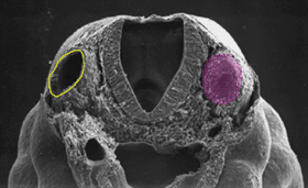 INNER EAR The otic pit is located dorsal to the