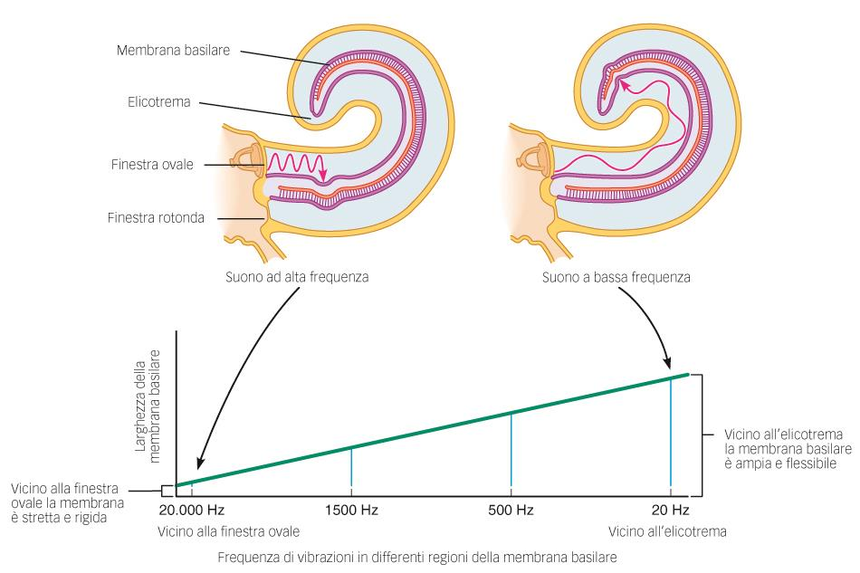 ORGANIZZAZIONE TONOTOPICA DELLA COCLEA I suoni acuti incontrano alte R viscose e inerziali che ne impediscono la progressione verso l apice, facendo vibrare zone più basali della membrana, se l