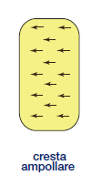 La cupola gelatinosa raggiunge la volta dell ampolla impedendo la continuità tra endolinfa dei canali semicircolari e quella del sacculo e utricolo.