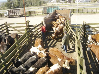 Concentrazione Cs-137 (Bq/kg) Monitoraggio delle carni bovine e suine 1000 100 10 1 0.