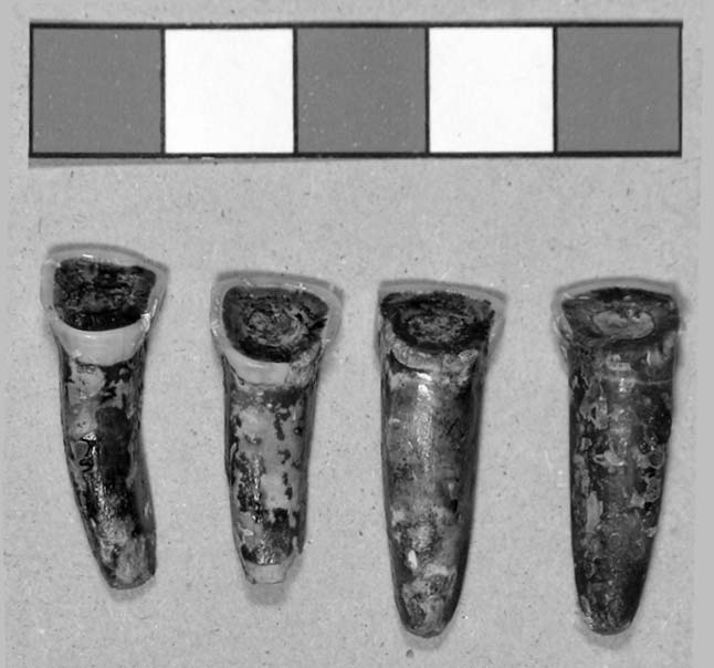 224 M. Bon, L. Piovesan Fig. 6. Bovino: cavicchia ossea.