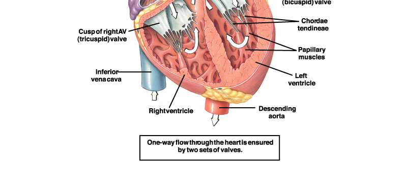 Fisiologia cardiaca Arterie polmonari destre) Vena cava superiore) Arteria polmonare valvole semilunari Arterie polmonari sinistre Atrio destro Vene polmonari