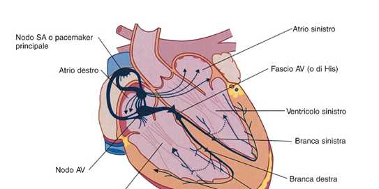 Fasci internodali Nel cuore si distinguono tre tipi di fibre muscolari: Fibre nodali: generano spontaneamente il pda.