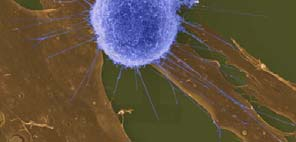 Linfocita T Le cellule T mature hanno recettori con struttura simile agli anticorpi e sono specifici per un solo antigene.