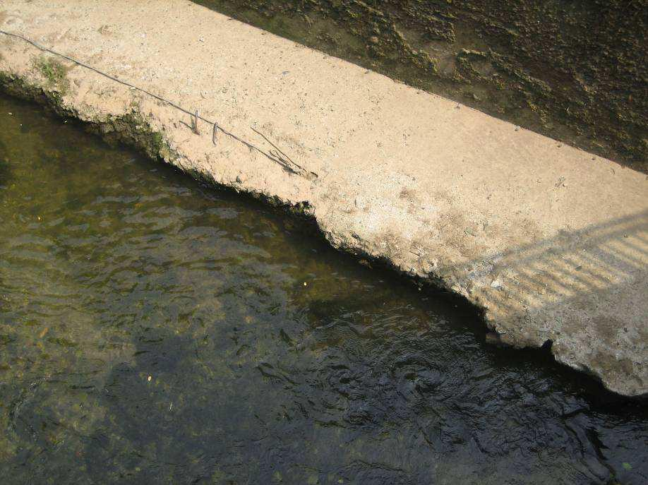 Foto 10. Erosione al piede di un tratto del muro spondale a valle del ponte di S.M.